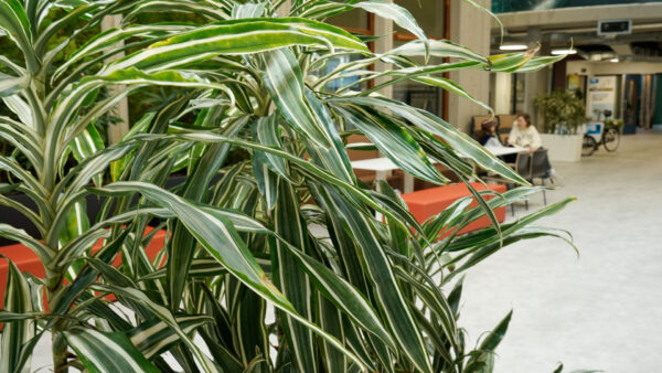 Algemeen beeld van planten in de gangen