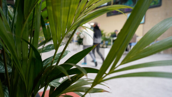 Algemeen beeld van planten en studenten in de gangen