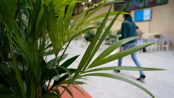 Algemeen beeld van planten en studenten in de gangen